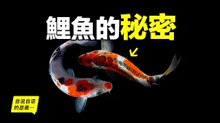 Carp:Too Many in USA, Getting Eaten in China,Our Ancestors Changed Them 1,000 Years Ago...