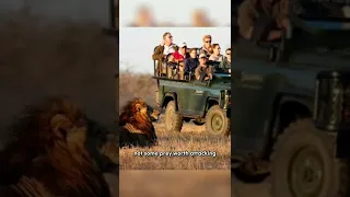 The Reason Why Lions Don't Attack Humans On Safari Vehicle