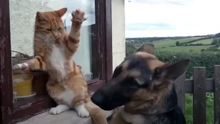 Angry Cats VS Dogs Funny Compilation 2020 - Who wins? [Funny Pets]