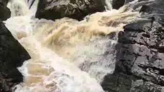 Salmon Leaping in Falls of Feugh Scotland video