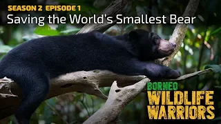 Saving the World’s Smallest Bear | Borneo Wildlife Warriors | S02E01 | SZtv