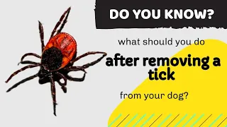 what should you do after removing a tick from your dog? | Dogs owners MUST WATCH THIS VIDEO!