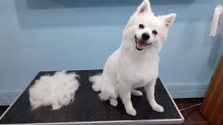 Full German Spitz Deshedding Time Lapse