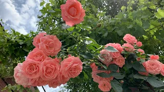Оранжевые розы.