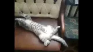 Крепкий сон кота :) Кот спит)
