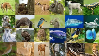 Animal Alphabet Adventure: A to Z with 10 Animals Each