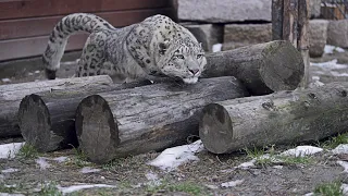 Все лучшие трюки барса ЕРМАКА в одном видео