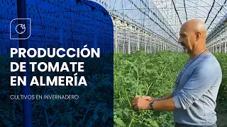 Producción de TOMATE bajo Invernadero en Almería 🍅