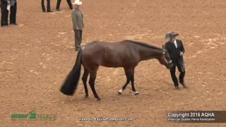 A Judges Perspective: 2016 Select Showmanship World Champion