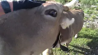 30|07|2018 - Die abgebrochene Tour (fast) zur Kemptner Scharte / Allgäu