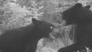 Battling Black Bears and Forest Critters