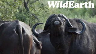 WildEarth - Sunrise Safari -  10 January 2024