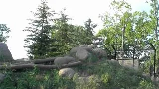 シンリンオオカミの遠吠え(旭山動物園)~Howling of wolves at Asahiyama Zoo