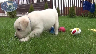 Мальчик c Синей лентой 6 недель | Щенки лабрадора / Labrador puppies