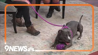 Petline9 | Caboose needs a forever home