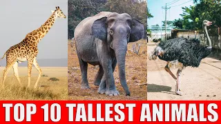 TOP 10 Tallest Animals in The World | Which is The Tallest Animal in The World?