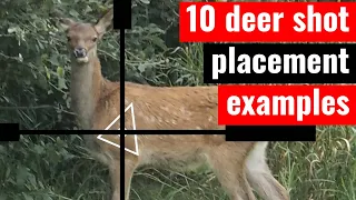 10 deer shot placement examples - where to aim with a rifle