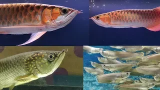 Arowana Fish Types at Lovely Aquarium Fish Shop