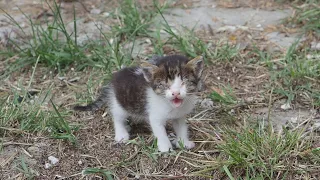 Blind And Sick Kitten Was Crying For Help 😭 See Her Now