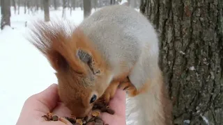 Подруга Ушастика крупным планом / Squirrel close-up
