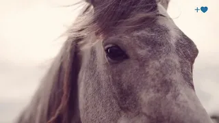 Connecting Hearts: Understanding the Research on the Symbiotic Bond Between Horses and Humans