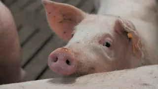 Современные технологии производства свинины