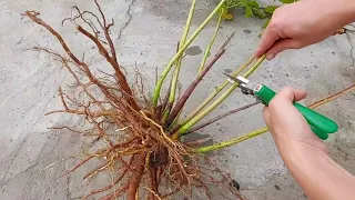 Как размножить травянистый гибискус. Деление
