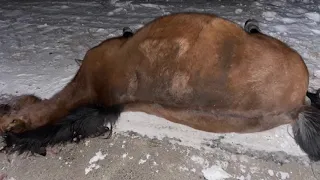 Двое жителей Тайыншинского района пострадали в ДТП с участием лошадей