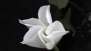 Moonflower Blooming