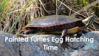 Painted Turtle Eggs Hatching Time