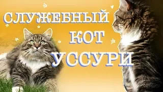 Служебный сибирский кот Уссури) Смешные коты