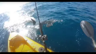 Kayak fisherman fights off aggresive hammerhead shark!!! (full video)