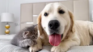 Poor Golden Retriever Attacked by Funny Baby Kitten