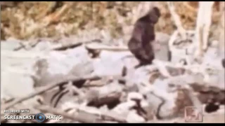 Patterson/Gimlin Bigfoot Footage - Slowed Down 0.5x 0.25x