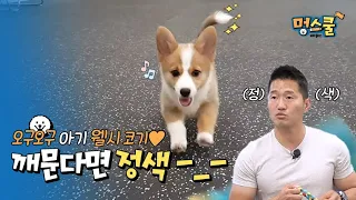 Act seriously when dogs bite-_-!!!│Kang Hyung Wook's Beginner Pet Parents in Mung School