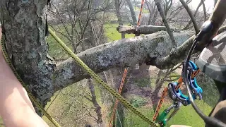 cut wild cherry over high power lines
