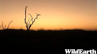 WildEarth - Sunrise Safari - 23 June 2023