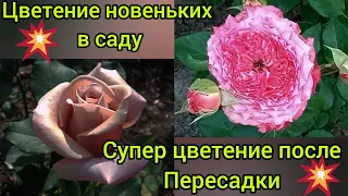 Новые розы зацветают😍😃🙏!!! Чудо  случилось у меня после пересадки 🤷‍♀️😃😃😃🙏