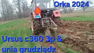 Orka ursusem c360 3p ,pług unia grudziądz #orka pod ziemniaki & warzywa