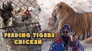 FEEDING SIBERIAN TIGERS CHICKEN | Whoa! That's Weird