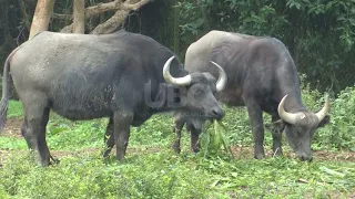 When education meets leisure - Uganda Wildlife Conservation Center ready to host NAM delegates