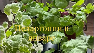 Уход за пеларгониями в январе. Не делайте такой ошибки