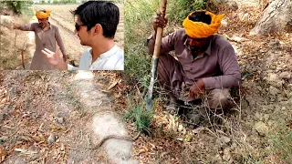 Small Sand Boa Snake Hunting from soil hill in the Fields