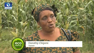 Numerous Challenges Undermine Farmers In Zimbabwe | Eco@Africa |