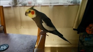 I AM the Loudest Cockatiel EVER!