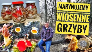 Marynujemy wiosenne Grzyby i kilka ciekawostek z lasu.