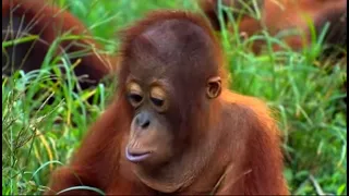 Search and Rescue, Part Two | Orangutan Diary | BBC Earth