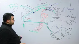 inner ear and facial nerve