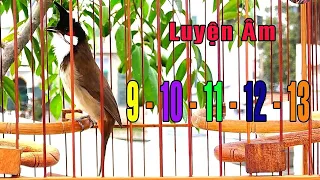 Luyện chào mào sổ giọng âm 9-10-11-12-13 cực hay xoắn tít thò lò/Ép má trắng học giọng hiệu quả.01