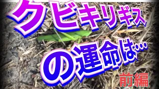 【クビキリギス／前編】2021年1月9日極寒のなか一匹のクビキリギスが道端に転がっていました。